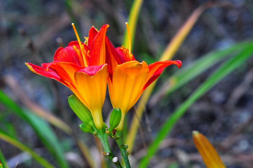 百合花圖片