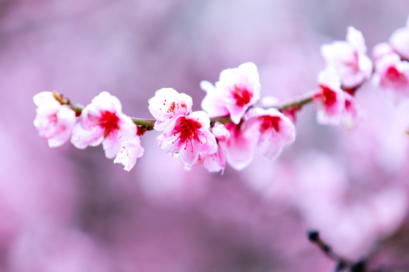 西藏林芝桃花沟风景图片