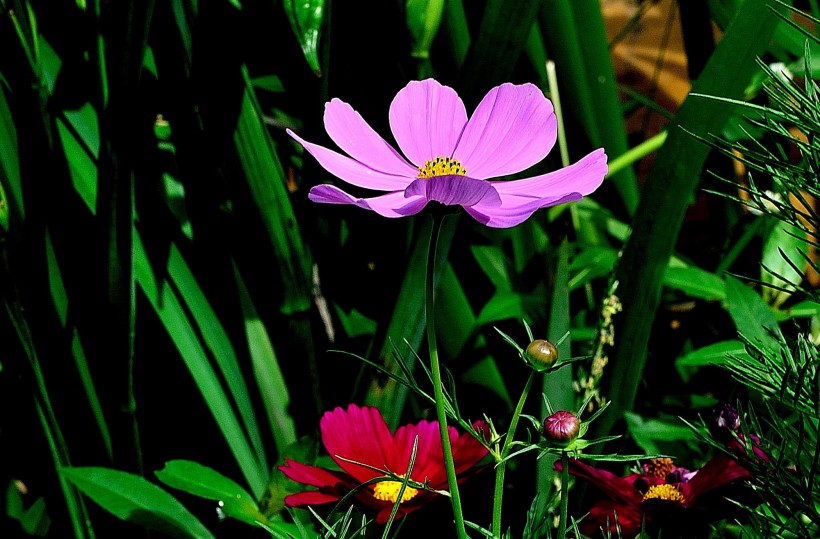 格桑花圖片