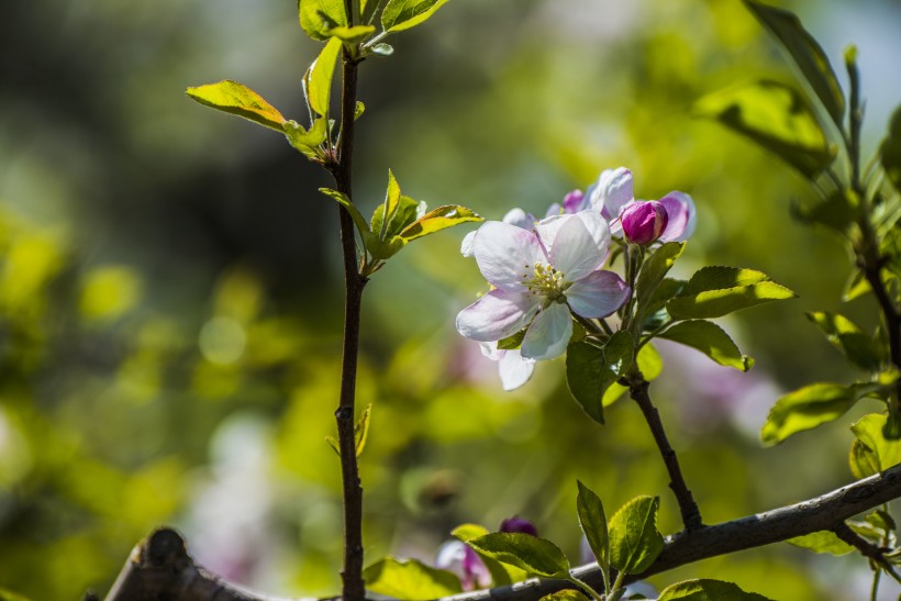 苹果花图片