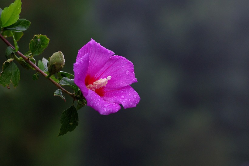 雨后木槿花图片 