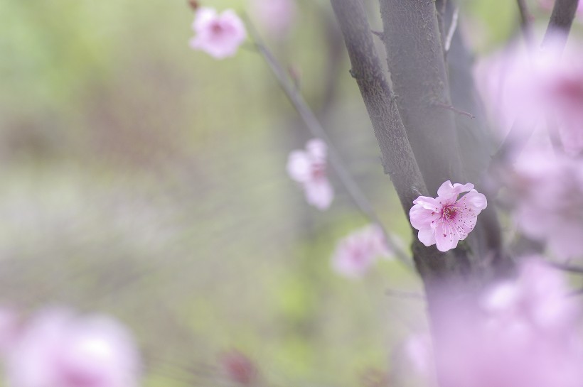 淡粉色梅花图片