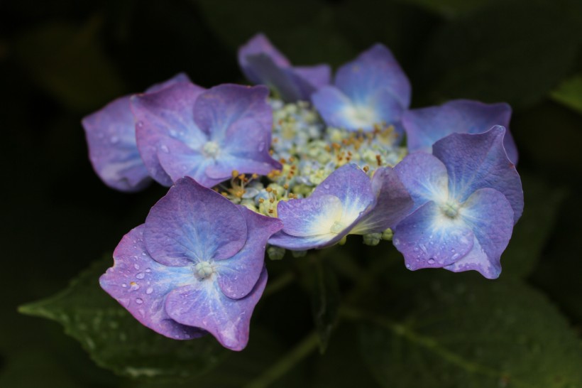 觀賞花木之八仙花圖片