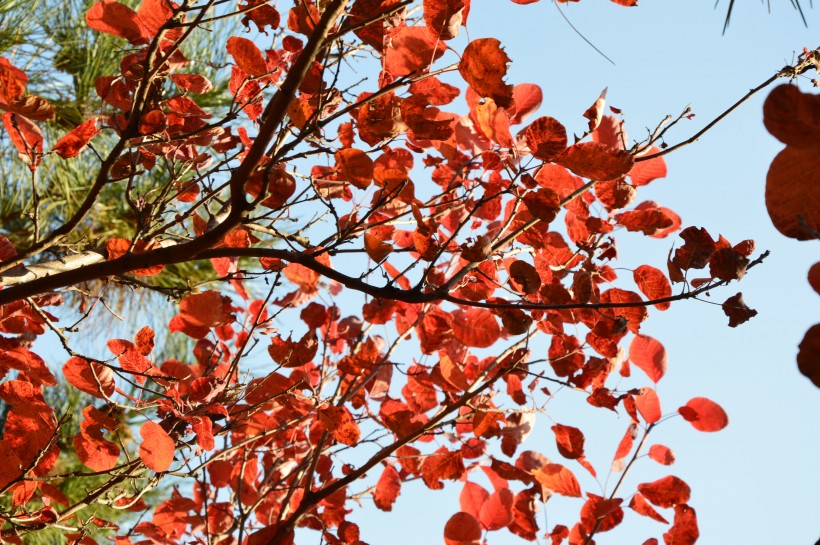 大自然的饋贈北京香山紅葉風景圖片