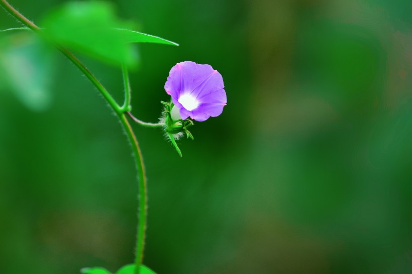 牵牛花图片