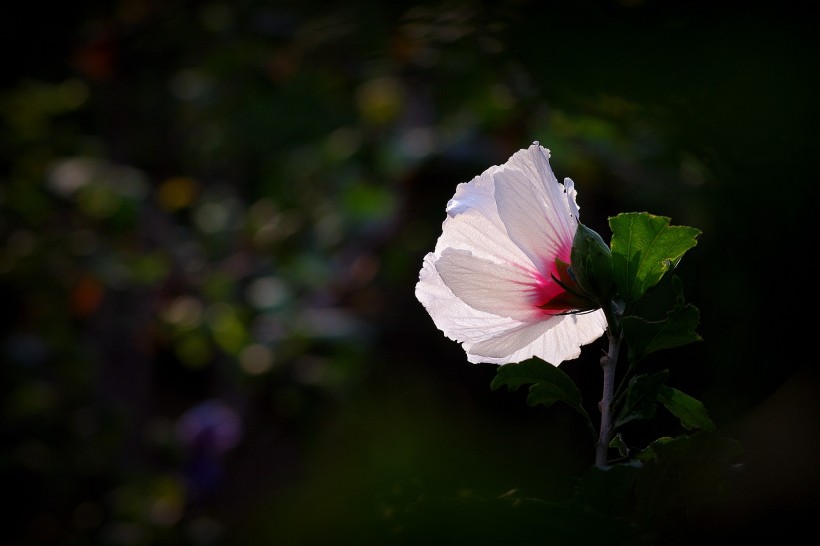 淡雅木槿花圖片