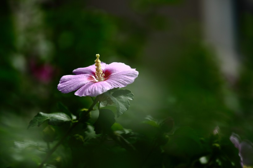 木槿花圖片