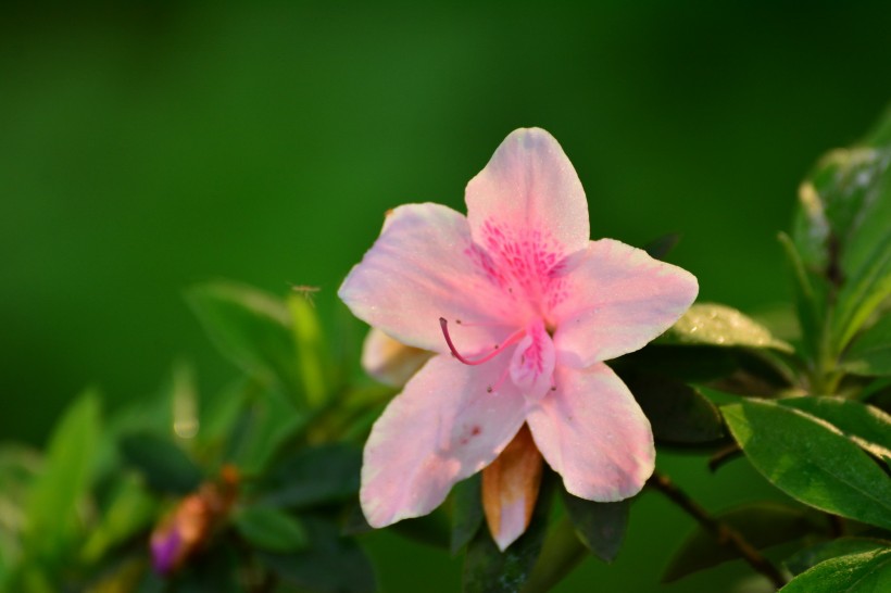 杜鹃花图片