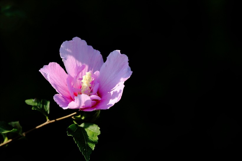 淡紫色木槿花图片