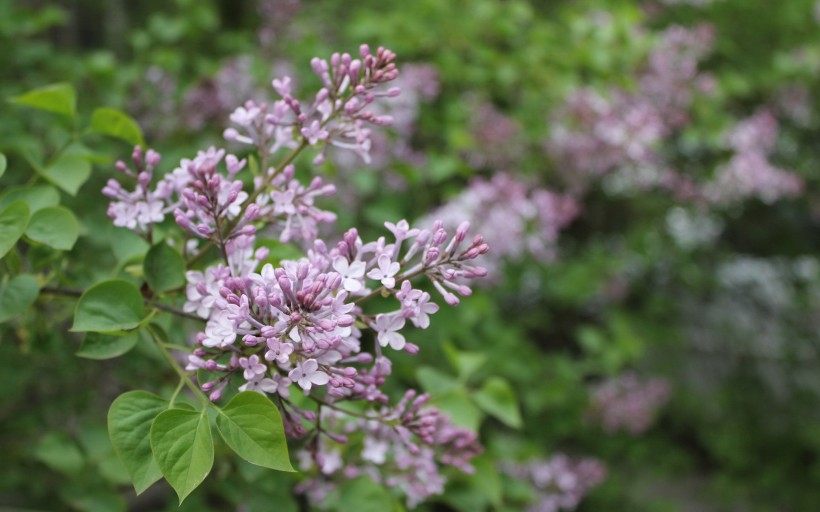 丁香花唯美的图片