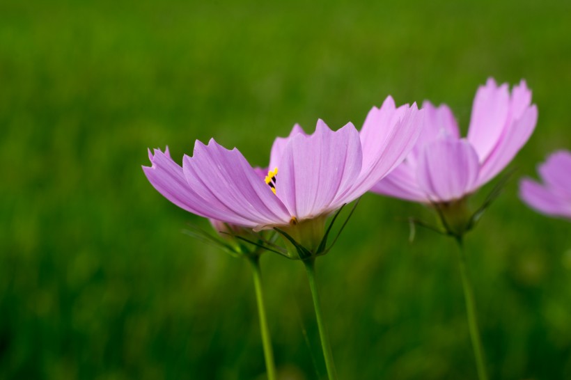 格桑花图片