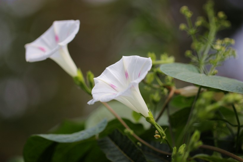 五彩斑斓牵牛花图片