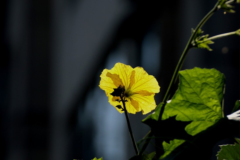 黃色絲瓜花圖片