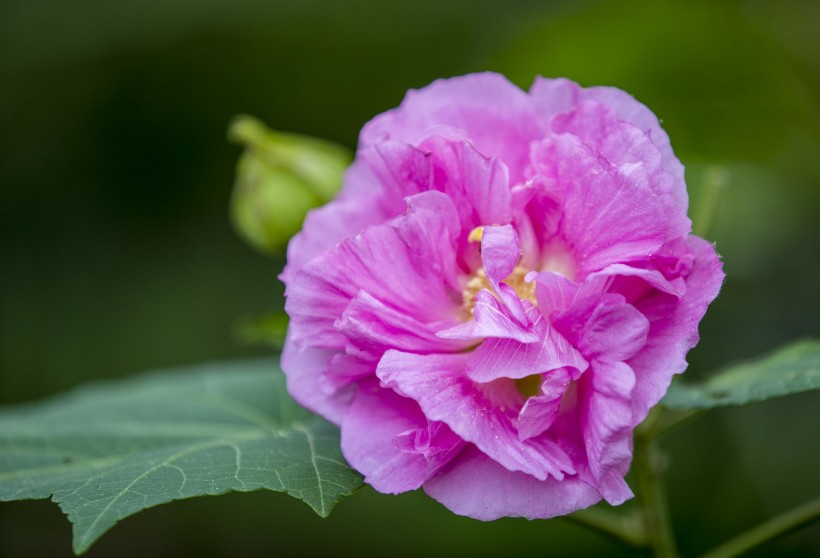 粉色木芙蓉圖片