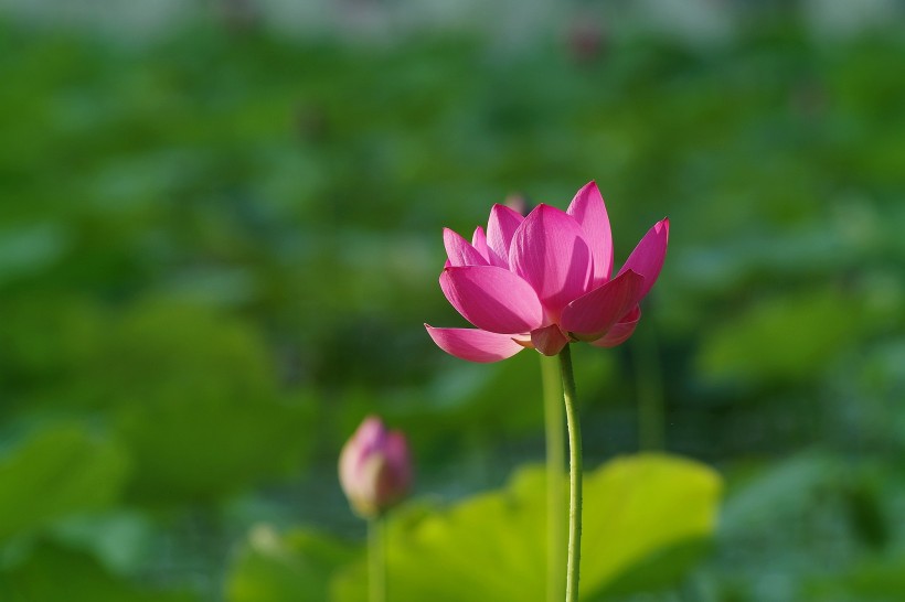 荷花圖片