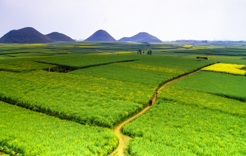 云南罗平油菜花风景图片