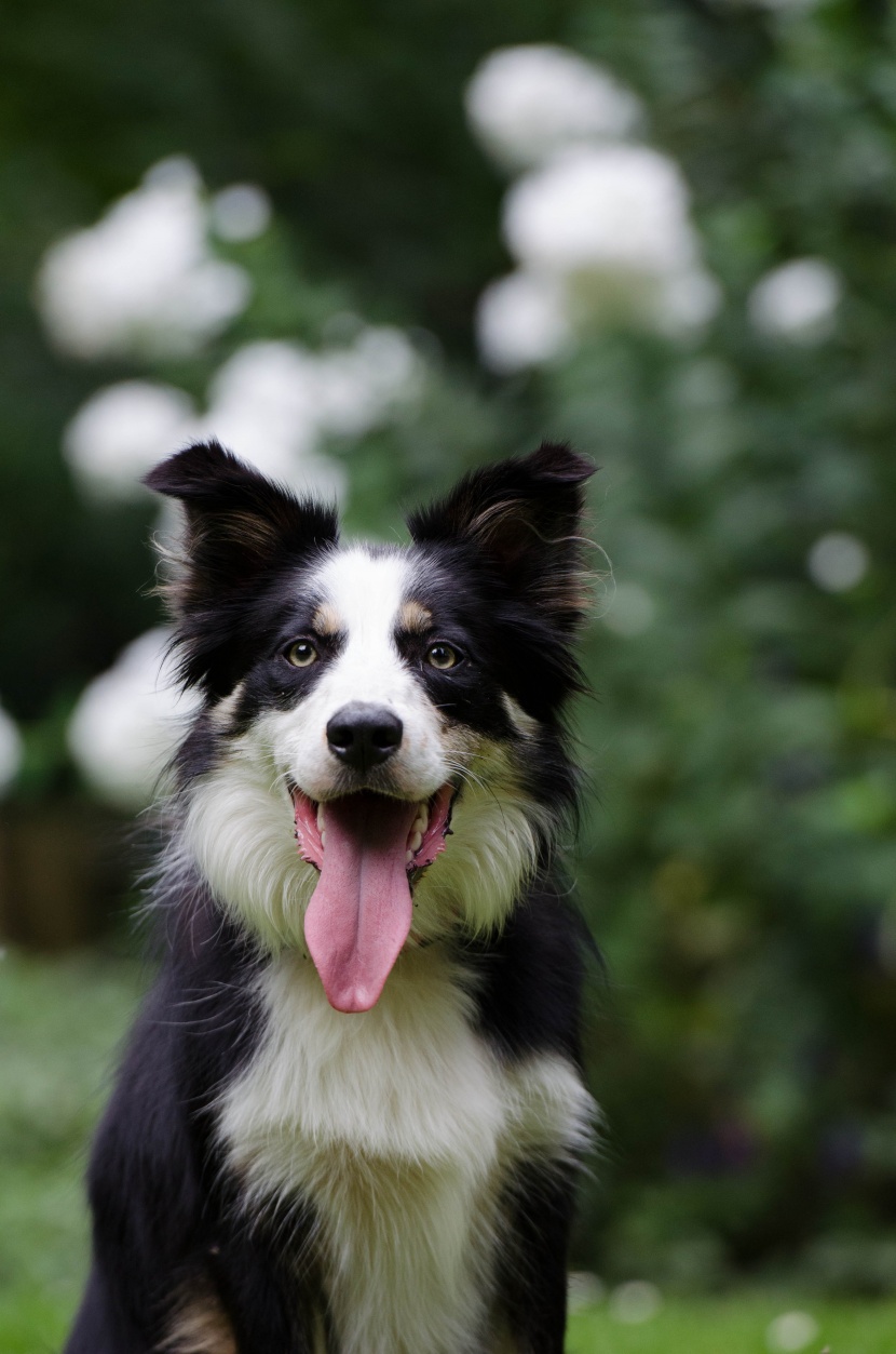 活潑可愛(ài)的牧羊犬圖片