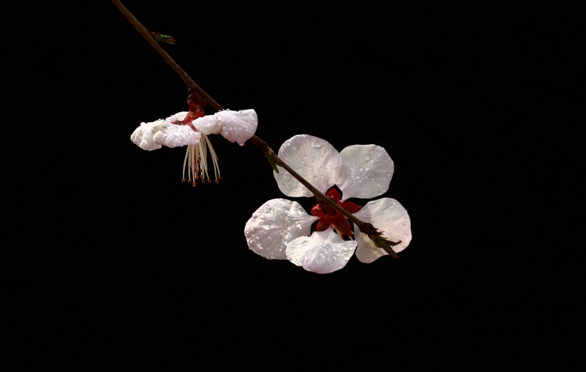 山桃花图片