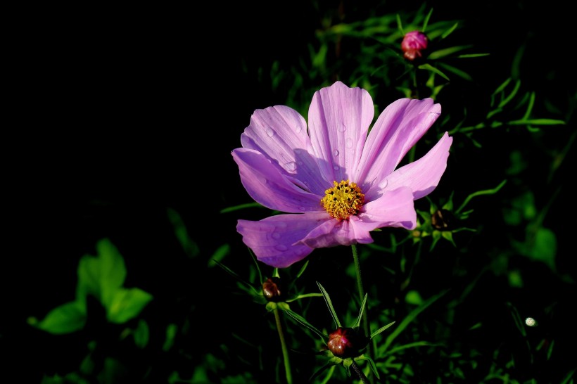 唯美格桑花圖片