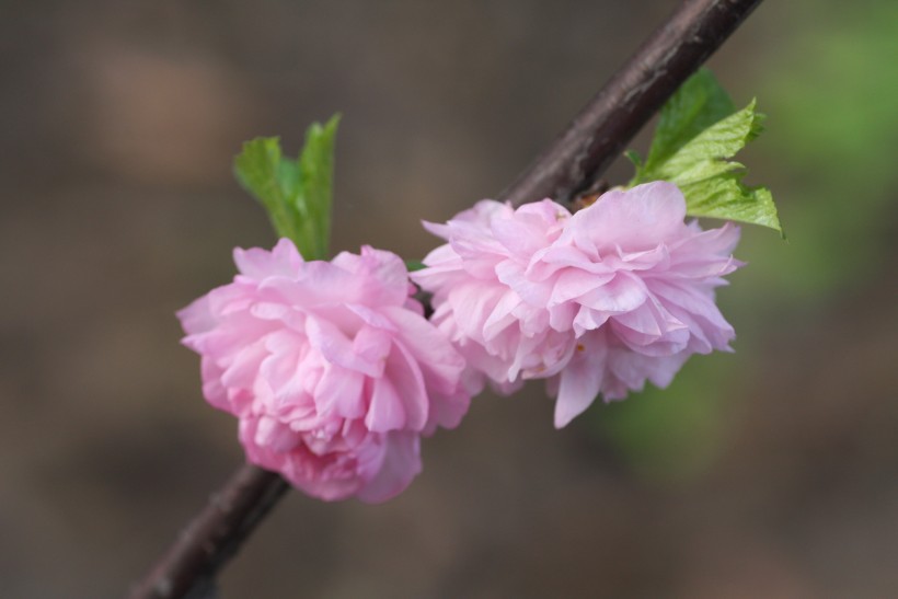 粉色郁李花图片   