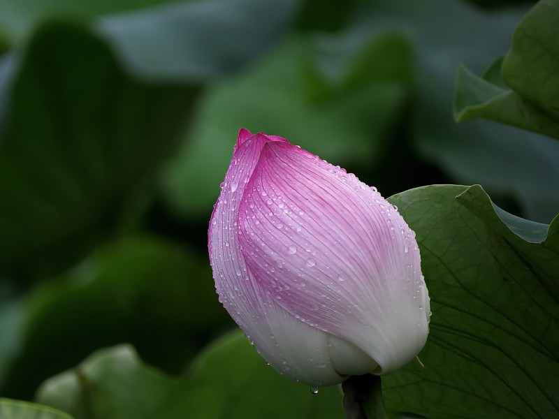 雨后荷花圖片