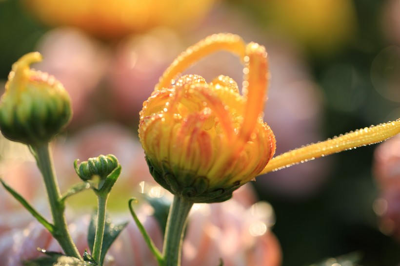 唯美菊花花瓣图片