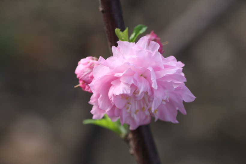 粉色郁李花图片   