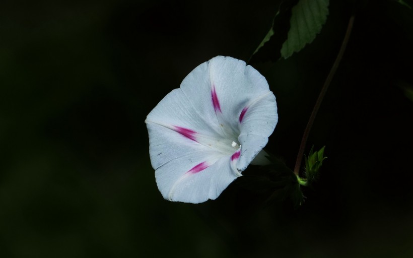 牵牛花图片 