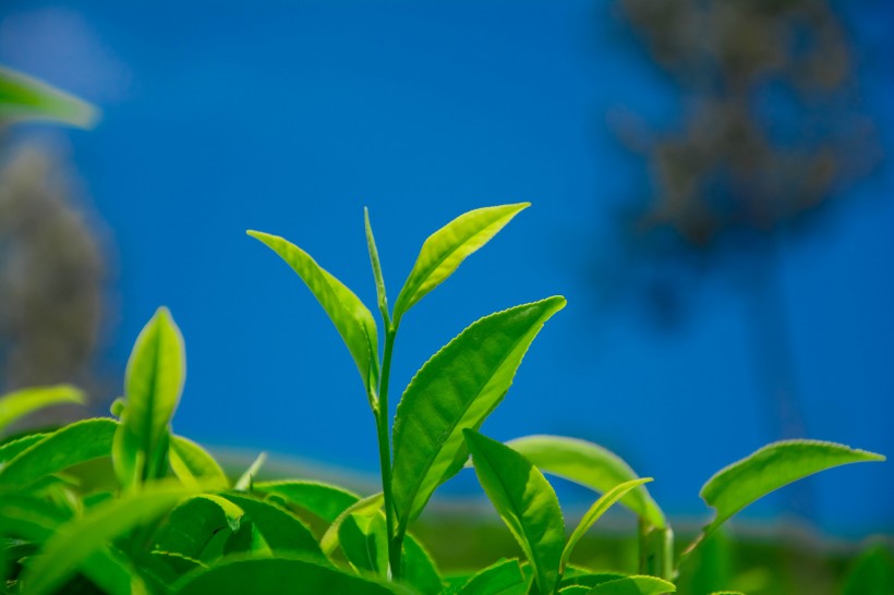 绿色茶叶植物图片