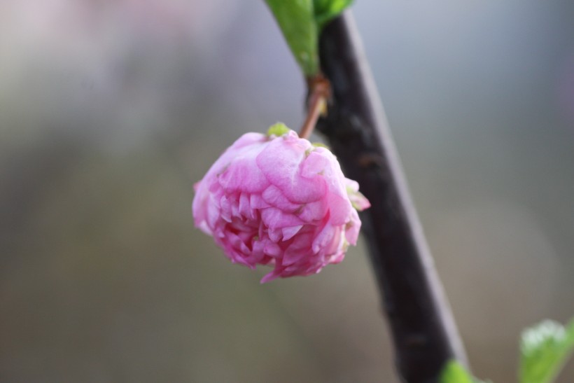 粉色郁李花图片   