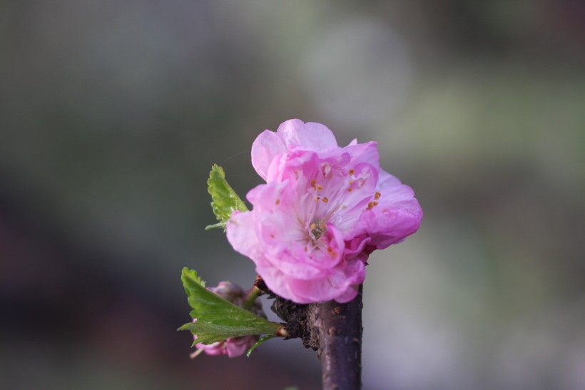 粉色郁李花圖片   