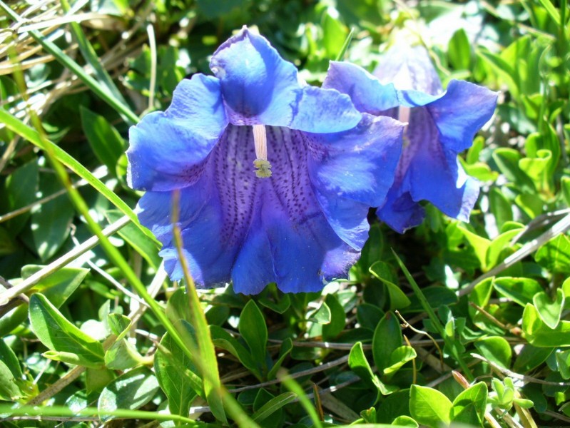 盛开的蓝紫色龙胆花图片