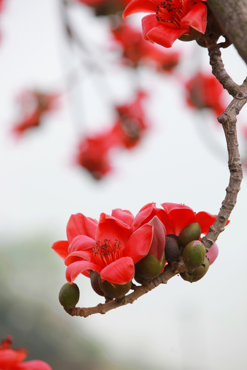 紅色木棉花圖片