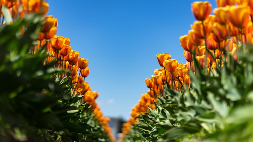 色彩斑斕的郁金香花叢圖片