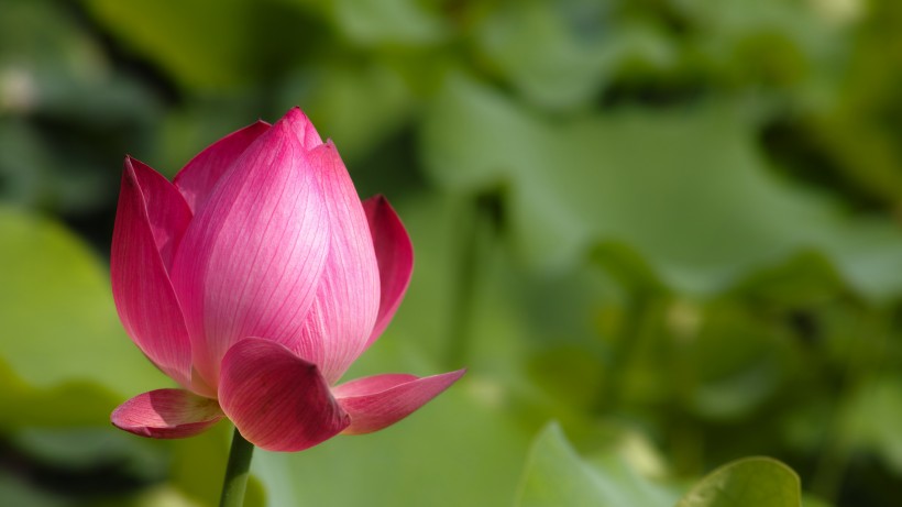 淡雅清新的蓮花圖片