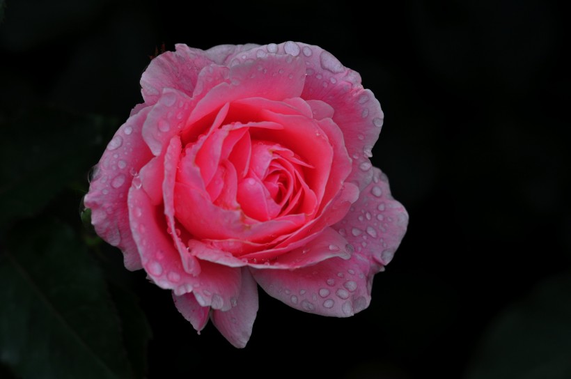 雨后的月季花图片