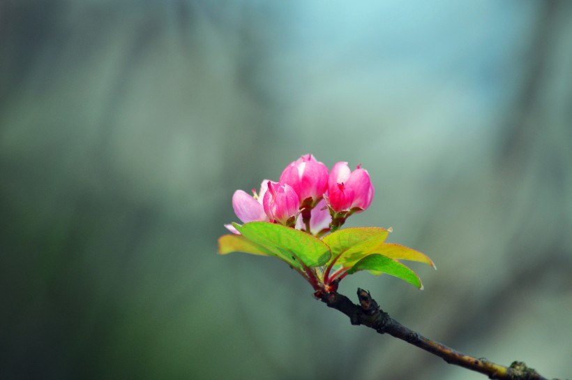 粉色海棠花圖片