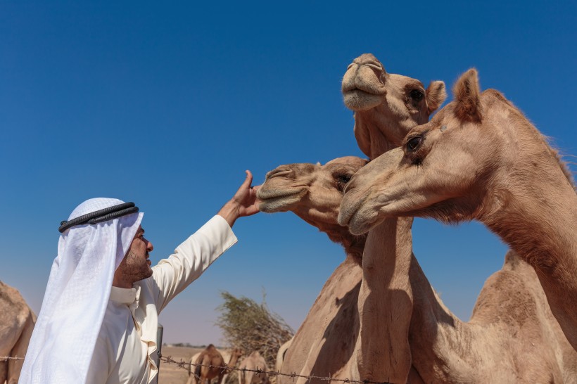 骆驼与城市景观图片