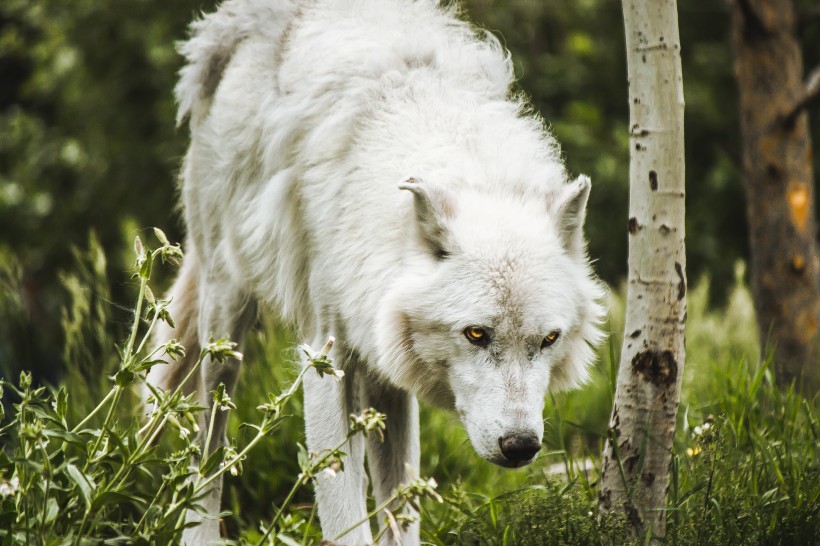 白色的野狼图片