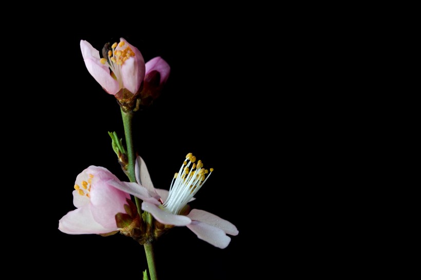 微距桃花圖片