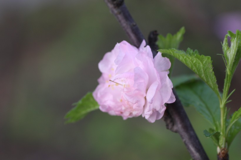 粉色郁李花图片   