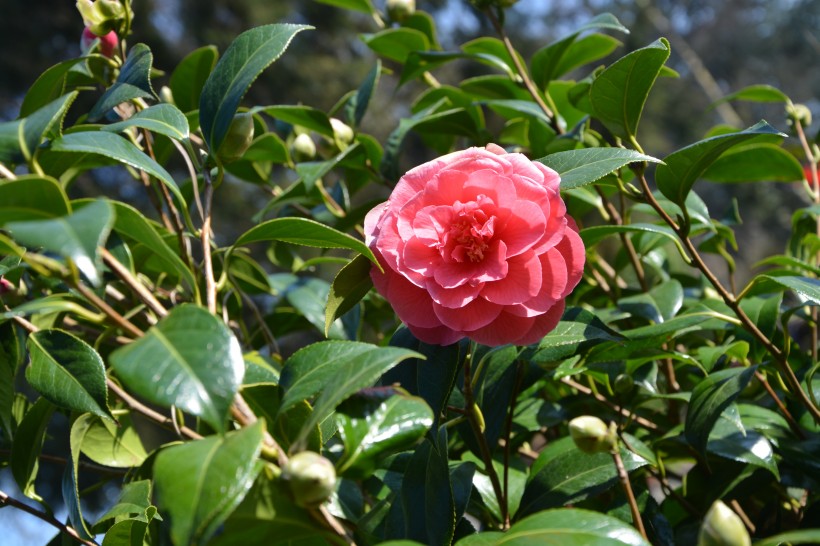 山茶花图片