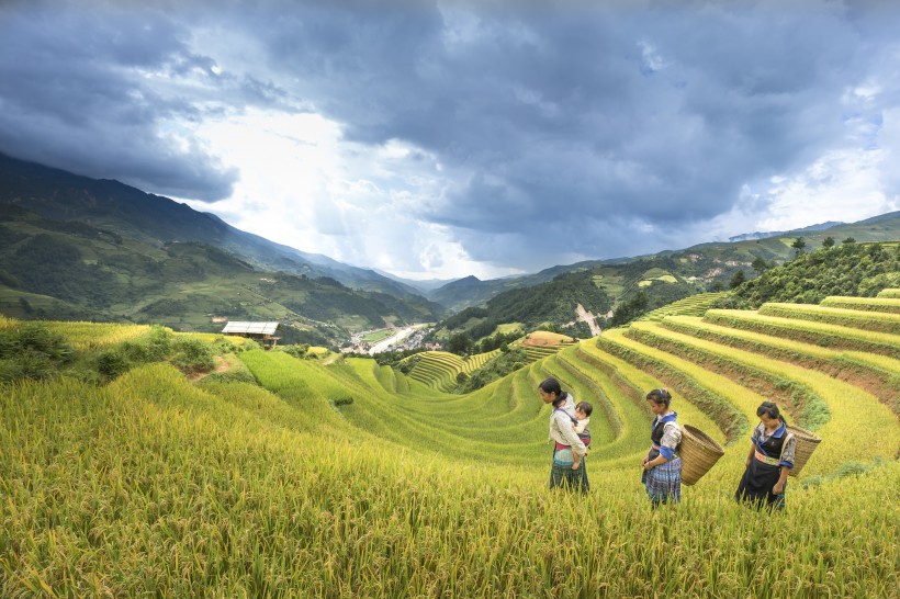 越南稻田风景图片