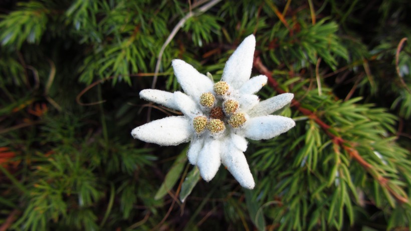 神圣的薄雪火絨草圖片