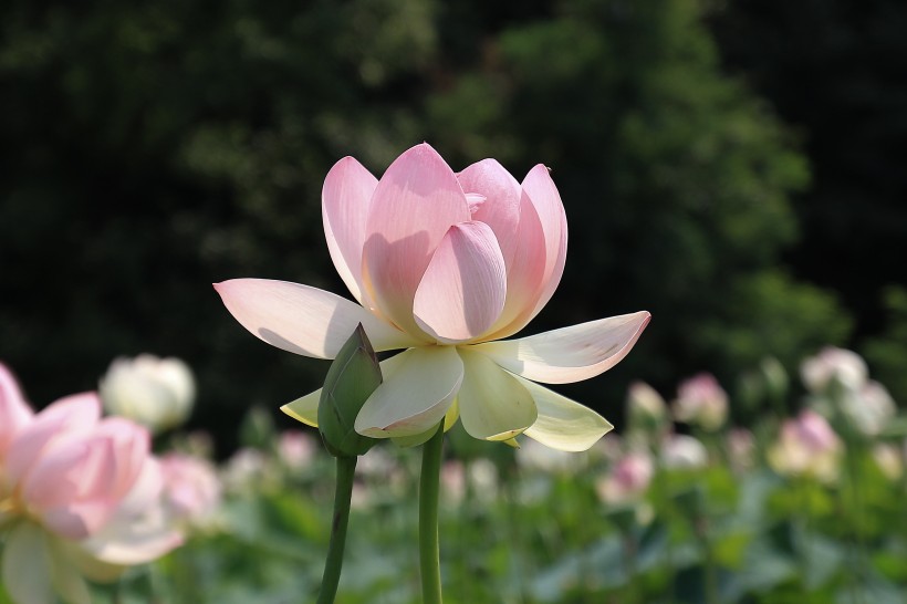 淡雅清新的莲花图片