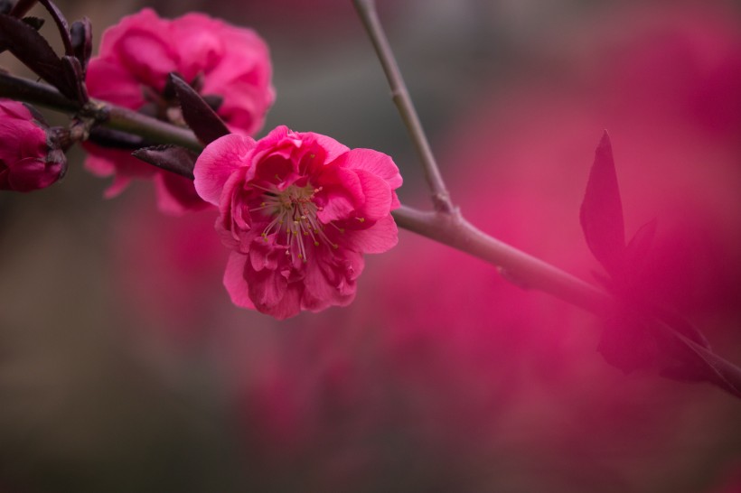 春风里盛开的桃花图片