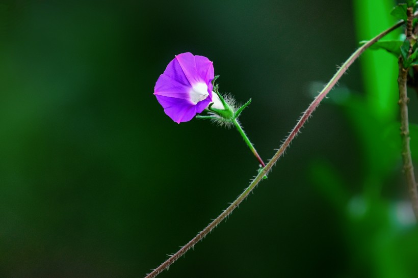 牵牛花图片