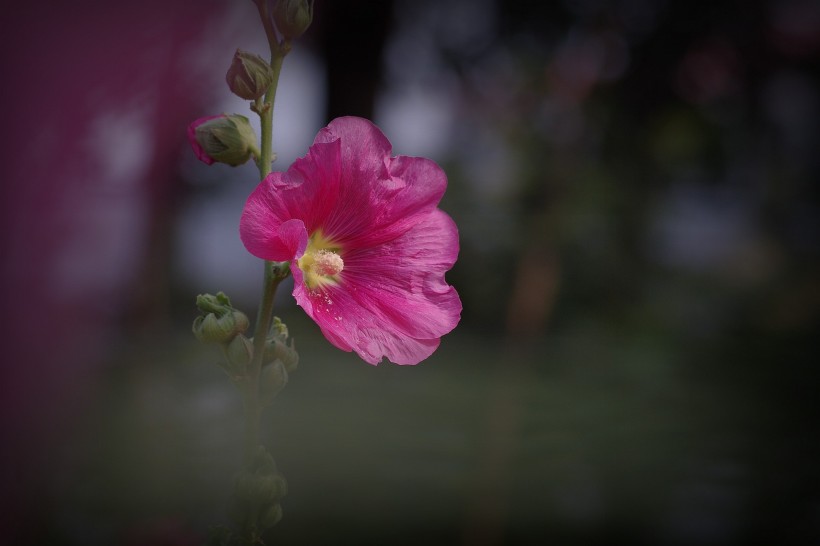 多彩蜀葵花圖片