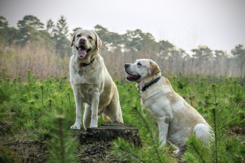 米白色拉布拉多犬图片