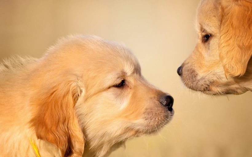 可爱的金毛寻回犬幼犬图片